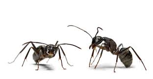 Place this highly effective homemade borax ant killer in areas that ants are attracted to, such as kitchen countertops, by the kitchen sink, near the garbage, and by any pet food you may have in the area. How To Get Rid Of Ants Ants In Kitchen