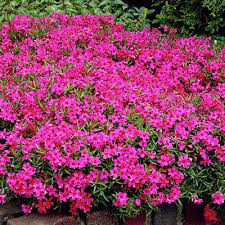 какие цветы посадить на клумбе чтобы цвели все лето S Etimi Cvetami Vasha Klumba Budet Cvesti Vse Leto Cvety Klumby Gerani