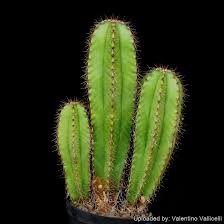 Image result for Myrtillocactus