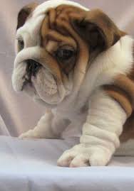 10 english bulldogs that will melt your heart 2 is so cute cute bulldog puppies cute animals bulldog puppies