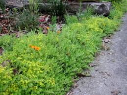 It just took out all the space it could take and left no much room for other sedum to develop. Sedum Goldmoss