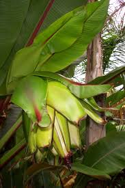 Image result for Ensete ventricosum