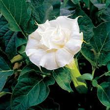 The bees have never paid much attention to it, but today they are working it like crazy! Ballerina White Angels Trumpet Seeds From Park Seed