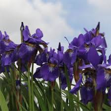 Image result for Magnistipula