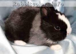Black And White Holland Lop Black Blue White Aa B C D E Du2 Rabbitcolors Lapin