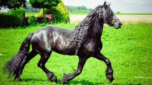 The Friesian Horse Breed Lifespan Genetics And History