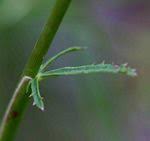 Image result for Pimpinella afra