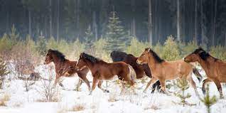 Nature Canada
