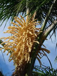 Are bees attracted to palm trees? Flower Palm Tree Free Photo On Pixabay