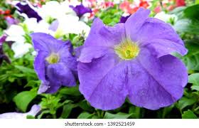 Image result for Petunia axillaris