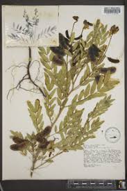 Image result for Cassia burttii
