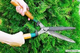 Wann pflanze ich meine thujahecke und was ist dabei zu beachten? Thuja Hecke Zu Stark Geschnitten Wie Erholt Sie Sich Wieder