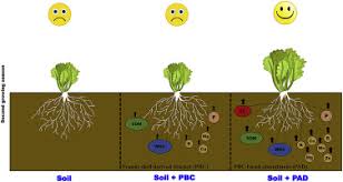 Maybe you would like to learn more about one of these? Comparison Of Efficacies Of Peanut Shell Biochar And Biochar Based Compost On Two Leafy Vegetable Productivity In An Infertile Land Sciencedirect