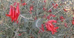 Image result for Orthanthera jasminiflora