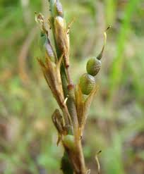 Image result for Psychotria djumaensis