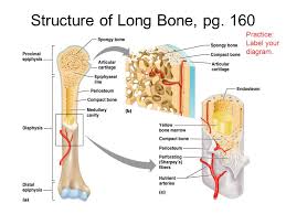 Diagram of the femur (thigh bone) on the right, notice Chap 6 Bones Skeletal Tissue Ppt Video Online Download