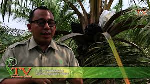 Dalam budidaya kelapa sawit yang harus di perhatikan salah satunya adalah saat memilih benih kelapa sawit yang terbaik atau benih kelapa sawit unggul. Simalungun Varietas Idaman Petani Asal Ppks