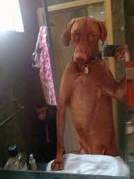 Dog In The Bathroom Mirror Selfie Dog Selfie Funny Selfies Funny Dogs