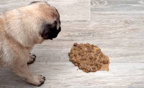 Your dog is healthy and isn't at risk for inhaling the vomit into his lungs (e.g., he doesn't have previous medical problems like an abnormal airway e.g., laryngeal paralysis, collapsing trachea, etc., an abnormal esophagus e.g., megaesophagus, etc., or isn't brachycephalic [e.g., he has a smooshed face and is more at risk for. How To Make Your Dog Throw Up In A Medical Emergency