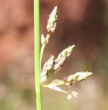 Image result for Schoenoplectiella