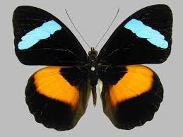 Image result for Nesaea polycephala