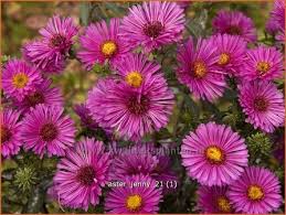 Image result for Asters `Jenny