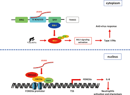 Ils sont nombreux ceux qui pensent que les profs sont des profiteurs et que il n'est nulle part question d'un salaire de 10 mois réparti sur 12, cela a existé mais n'est plus en vigueur selon. Long Noncoding Rna Avan Promotes Antiviral Innate Immunity By Interacting With Trim25 And Enhancing The Transcription Of Foxo3a Cell Death Differentiation