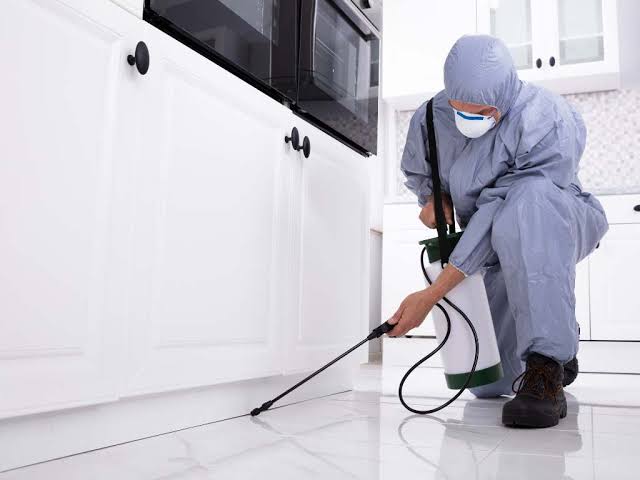 Blackheath Standard kitchen cockroach treatment