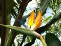 Bird Of Paradise Water Propagation Dividing Your Bird Of Paradise The Roots Are Very Thick And Fleshy So Be Careful These Plants Paradise Plant Birds Of Paradise Plant Birds Of Paradise Flower