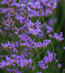 Image result for Limonium