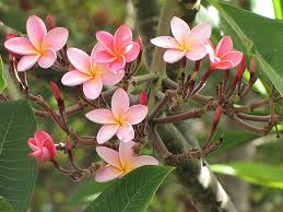 Image result for Plumeria rubra