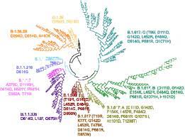 Some variants, such as those found in south africa and brazil. Convergent Evolution Of Sars Cov 2 Spike Mutations L452r E484q And P681r In The Second Wave Of Covid 19 In Maharashtra India Biorxiv