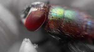 Sinek Ve Bocek Isiriklari Artik Sizi Rahatsiz Etmeyecek Karbonat Hindistan Cevizi 2020 Karbonat Kas Hindistan Cevizi