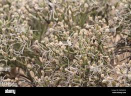 Image result for Arthraerua leubnitziae