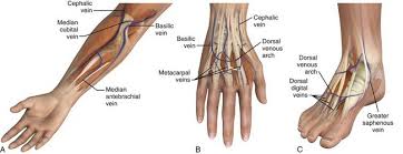 Image result for Peripheral IV Access