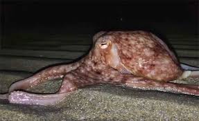 Kraken is a system for assigning taxonomic labels to short dna sequences, usually obtained through metagenomic studies. Ratselhafter Vorfall Dutzende Kraken Verlassen Das Meer Wissens Blogs Derstandard De Wissen Und Gesellschaft