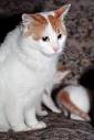 Anatolian Cat - PetGuide