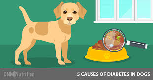 Take your diabetic dog for frequent veterinary checkups and check your dog's blood sugar regularly. Dog Diabetes The Unknown Link To Diet