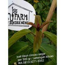 Bagi masyarakat luas, daun cincau ini dapat dikonsumsi sebagai pengobatan tradisional berbagai penyakit. Jual Daun Cincau Hijau Kering Per Tigapuluh Gr Di Lapak Sokogeneng Farm Bukalapak