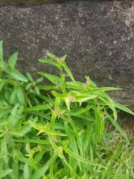 Image result for Cyanotis lanata