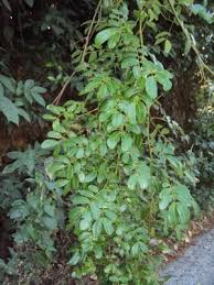 Image result for Entada stuhlmannii