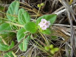 Image result for Boerhavia repens