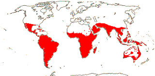 Image result for Malvaceae: Byttnerioideae, Helicteroideae