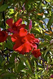 Pin On Garden