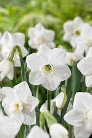 Narcissi Small Cupped Misty Glen Daffodil From Adr Bulbs Narcissus Daffodils Spring Flowers