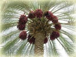 صور نخيل العراق Tree Images Cactus Plants Palm