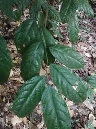 Image result for Microdesmis