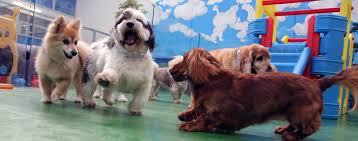 When getting ready to take your pooch to the pet hotel, recollect to: Welcome To The Pets Hotel Dog Cat Pet Accomodation Boarding Kennels Cattery