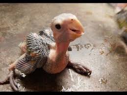 Bird Crying Like A Baby Video Parrot Bird Egg Hatching Amazing Video Youtube Cute Baby Animals Baby Animals Baby Orangutan