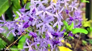 Image result for Volusia resupinata